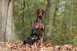 DOBERMANN 373